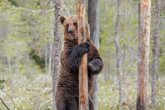 1st-European-Bear-on-Russian-Border