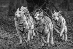 1st-Phil-Gravett-Siberian-Husky-Racing