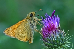 2nd-Large-Skipper-on-Thistle-M.Johnson