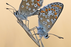 2nd - Martin Johnson - Mating Brown Argus Butterflies