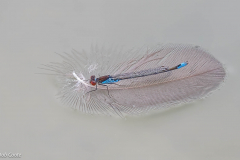 3rd - Damselfly on Feather - Bob Coote