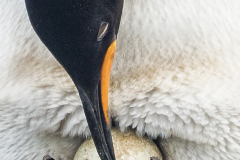 3rd-Karen-Akers-Safe