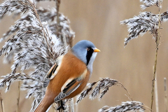 Male Bearded Tit on Reed Stem