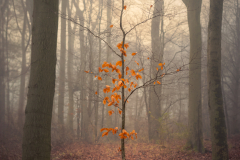 “In the Shadow of Giants” THIS IS A PICTORIAL PHOTO NOT NATURE