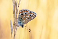2nd: Female Common Blue Butterfly - Martin Johnson