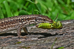 5.-Martin-Johnson-Common-Lizard-with-Grasshopeper