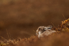 Alan-Linsdell-Mountain-Hare-in-Rain