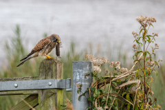 Andrew-Fox-Kestral-Hunt-Done