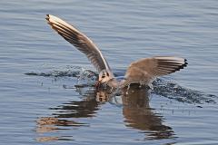 Black-headed-Gull-Landing