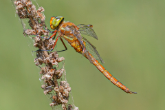 Bob-Coote-Green-Eyed-Dragonfly