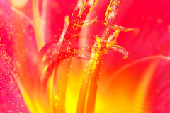 Commended-Jitka-Bryn-Lily-in-Fire