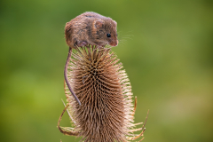 Commended-Ken-Lamb-Field-Mouse