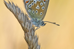 3rd Female Common Blue - Martin Johnson