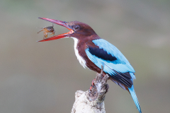 HC-Phil-Gravett-White-Throated-Kingfisher-wiht-Crab-Catch-