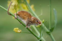 3rd: Harvest Mouse - David Walters