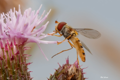 Third: Bob Coote Hover Fly