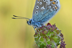 Male Common Blue Butterfly on Seed Head