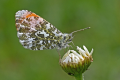 Martin Johnson - Male Orange Tip Butterfly