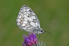 Martin Johnson - Nectarine Marbled White