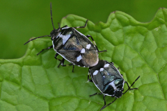 2nd - Mating Crucifer Shield Bugs