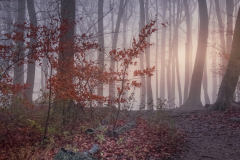 HC: Mist in the Wood - Jitka Bryn
