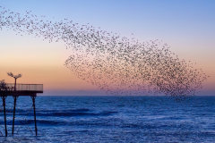 Phil Gravett - Starling Murmuration