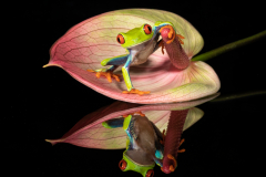 2nd Red Eyed Tree Frog - Bob Baker