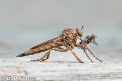 1st: Bob Coote - Robber Fly with Prey