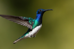 3rd - White-Neck-Jacobian