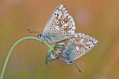 Second: Martin Johnson - Two Male Chalkhill Blue Butterflies