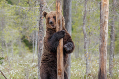 1st: Brown Bear - Bob Coote