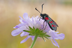 3rd: Martin Johnson - 6-Spot Burnet Moth