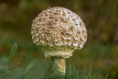 3rd-David-Waters-On-the-Forest-Floor