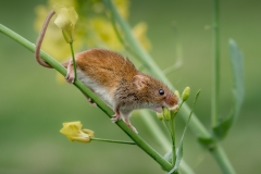 Harvest-Mouse-David-Waters-scaled