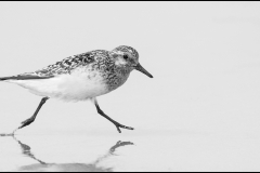 2nd -Martin Johnson - Running  Sanderling