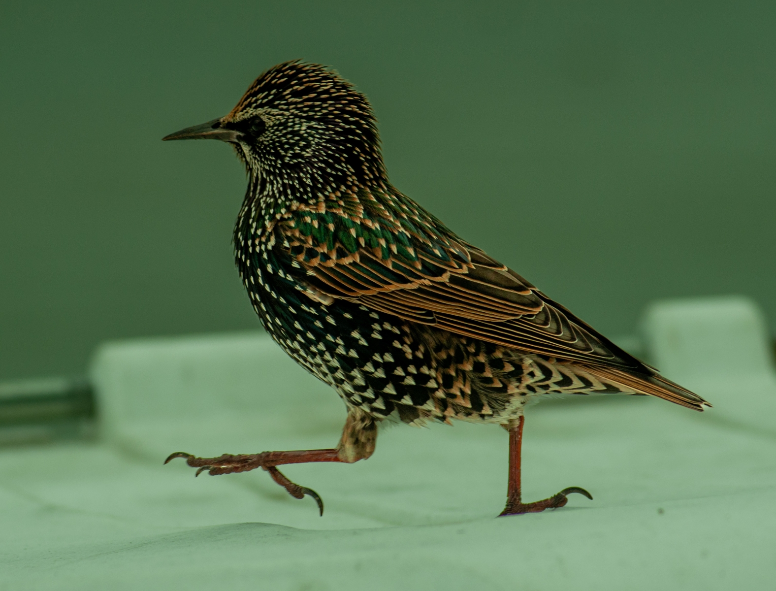 1st-Ian-Barral-Strutting-Starling