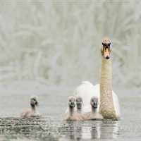 2nd-Andy-Fox-Swan-White