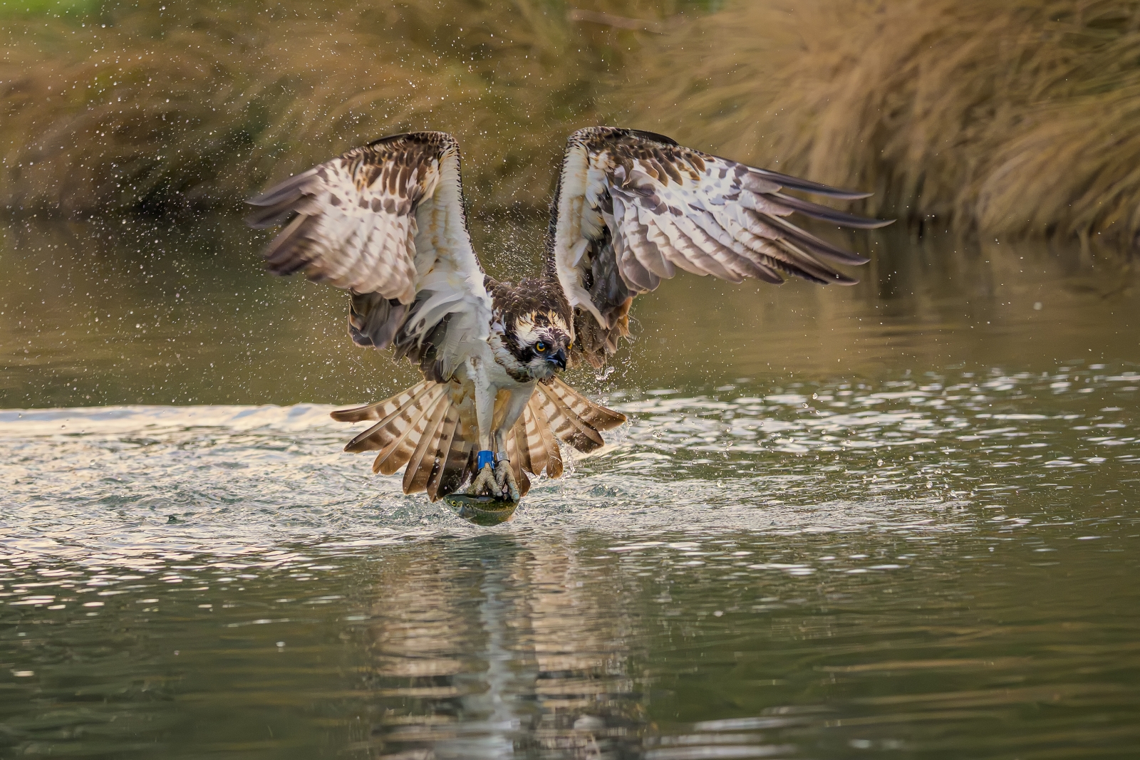 Ken-Lamb-Osprey-Fishing