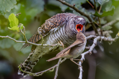 1st-Andrew-Fox-Cockoo-and-a-Read-Walbler