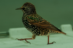 1st-Ian-Barral-Strutting-Starling