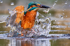Kingfisher Holding onto a Catch