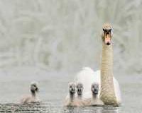 2nd-Andy-Fox-Swan-White