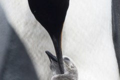 2nd-Karen-Akers-Penquin-Kiss