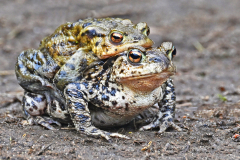 Heading for the Pond