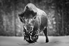 Alan-Lindsdale-Bison.-Yellowstone