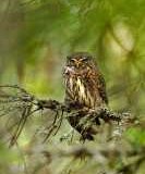 Alan-Linsdale-Pygmy-Owl-With-A-Linnet