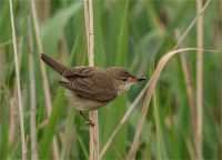 Andy-Fox-Reed-Warbler-With-Fly-Meal