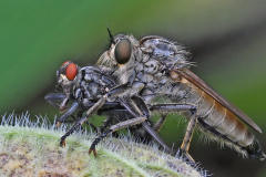 Kite-tailed Robber Fly with Prey