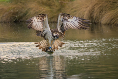 Ken-Lamb-Osprey-Fishing