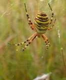 Lucie-Wood-Wasp-Spider